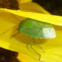 Green Stink Bug thumbnail 2