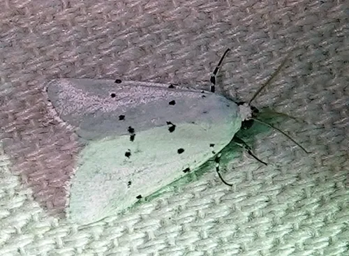 Grotella sampita