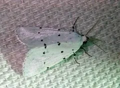 Grotella sampita thumbnail 1