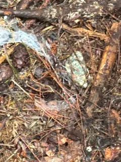 Hexura picea thumbnail 3