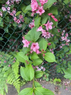 Old Fashioned Weigela thumbnail 2