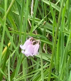 bluebell thumbnail 4