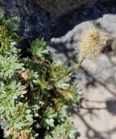 mat rock spiraea thumbnail 2