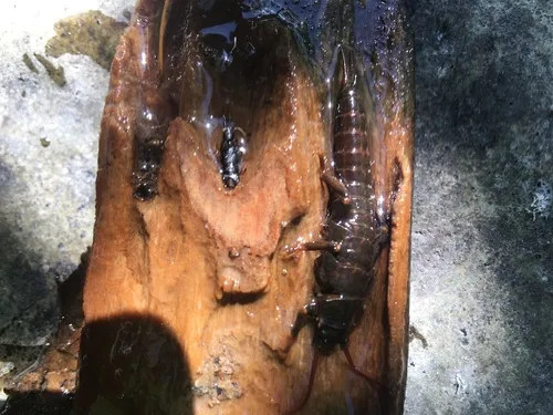 Ebony Salmonfly