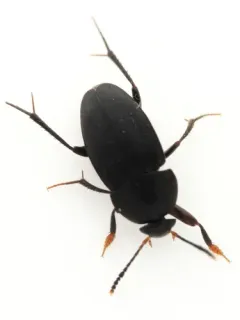 Small Carrion Beetle thumbnail 4