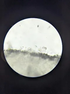 Inocybe splendens thumbnail 2