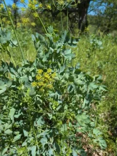 California lomatium thumbnail 4