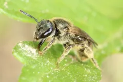 Experienced Sweat Bee thumbnail 3