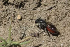 Sphecodes confertus thumbnail 4