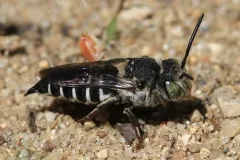 Coelioxys sodalis thumbnail 2