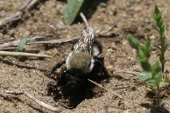 Megachile mucida thumbnail 3