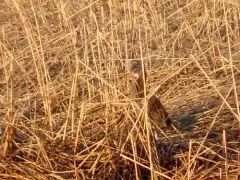 Clapper Rail thumbnail 3