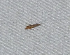 Goldenrod Leafminer thumbnail 4