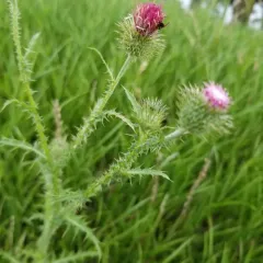 Broad-winged Thistle thumbnail 3