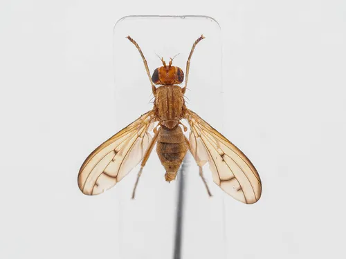 Tetanocera phyllophora