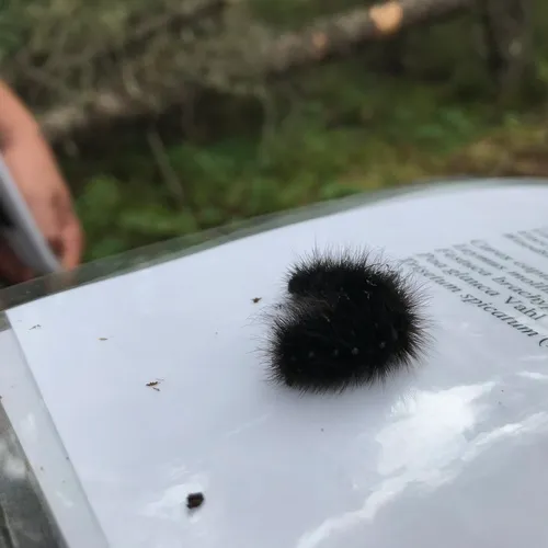 St. Lawrence Tiger Moth