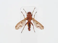 Suillia apicalis thumbnail 3
