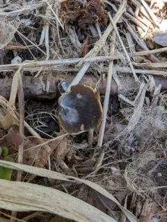 Helvella solitaria thumbnail 4