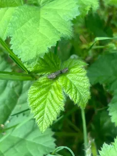 Hylaius oregonensis thumbnail 2