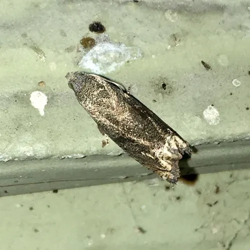 Ragweed Borer Moth