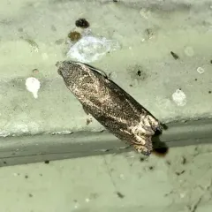 Ragweed Borer Moth thumbnail 1