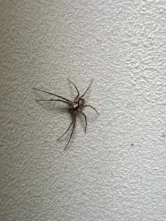 Philodromus josemitensis thumbnail 2