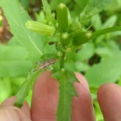 Jumping Bush Cricket thumbnail 1