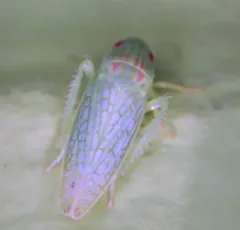 Eight-lined Leafhopper thumbnail 4