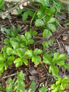 Siberian barren strawberry thumbnail 4