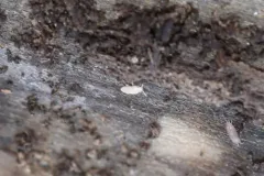 Cyphoderus similis thumbnail 3