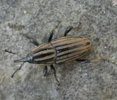 Sphenophorus villosiventris thumbnail 3