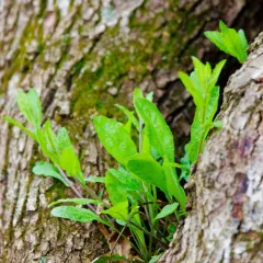 Short's Rockcress thumbnail 4