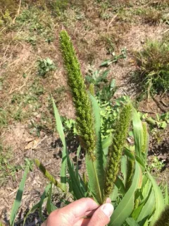 Foxtail Bristle-grass thumbnail 2