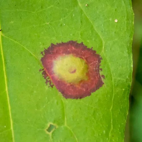 Dogwood Eyespot Gall Midge