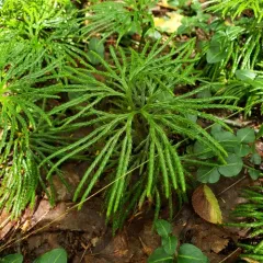 fan clubmoss thumbnail 2