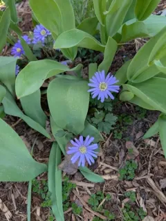 Blue Anemone thumbnail 2