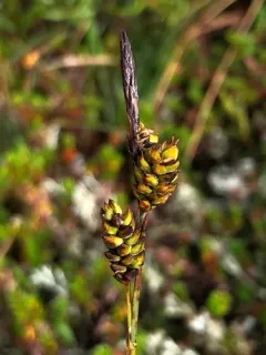 Long-styled Sedge thumbnail 3