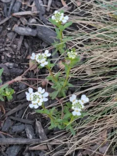 Perennial Candytuft thumbnail 4