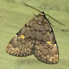 Common Idia Moth thumbnail 3