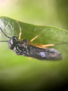 Bedstraw Sawfly thumbnail 3