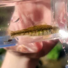 Banded Darter thumbnail 4