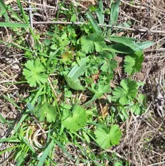Small-flowered Crane's-bill thumbnail 4