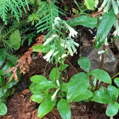 three-leaved rattlesnake root thumbnail 2