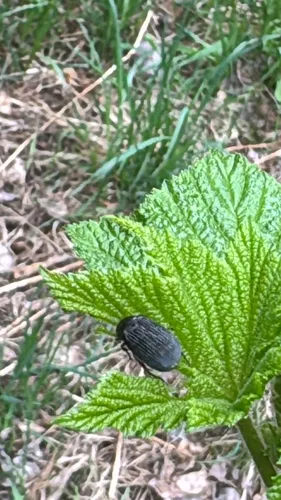 Maladera holosericea