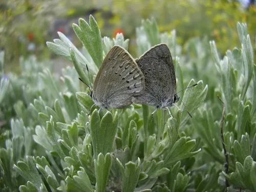 Western Sooty Hairstreak