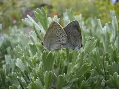 Western Sooty Hairstreak thumbnail 1