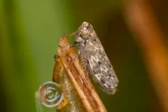 Polyamia obtecta thumbnail 1