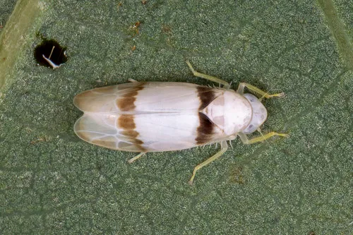 Ossiannilssonola hinei