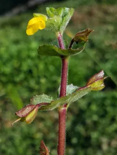 Geyer's yellow monkeyflower thumbnail 2