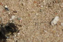 Monomorium emarginatum thumbnail 3